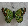 Schmetterling grün