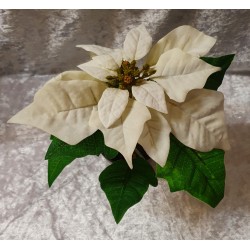 Weihnachtsstern