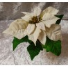 Weihnachtsstern