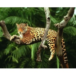 3D Pixel Bild Leopard