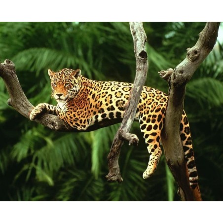 3D Pixel Bild Leopard