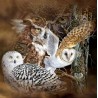 3D Pixel Bild Eulen
