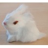 Kaninchen weiss