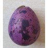 Deko Wachtelei gefärbt violette